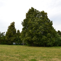 Деревья возле школьного стадиона