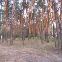 Сосновый бор на берегу Ломоносовского озера.