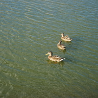 Утки на Долгом озере.