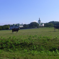 Монастирські корови.