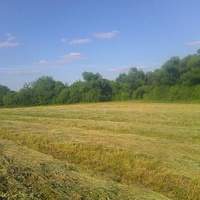 Скошенное поле в деревне Воронинская