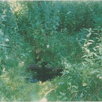 Родник около деревни Вальковская. Июль 1997г.