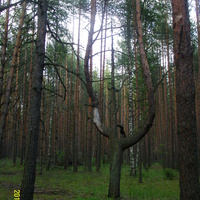 В лесу за деревней Кузнецово