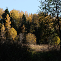 Лес за деревней