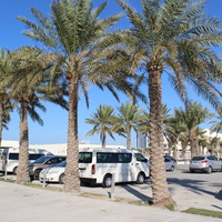Манама. Форт-музей Калат-аль-Бахрейн.