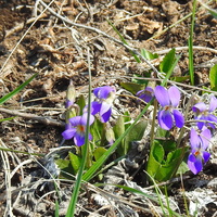 Фиалка сомнительная (лат. Viola ambigua)