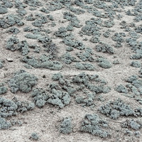 Полынь беловойлочная (лат. Artemisia hololeuca)