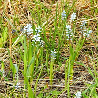 Гиацинтик светло-голубой (лат. Hyacinthella leucophaea)