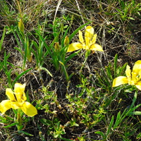 Касатик карликовый (лат. Iris pumila)