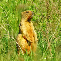 Сурок степной (лат. Marmota bobak)