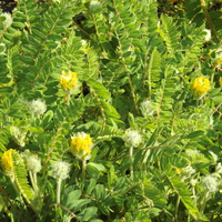 Астрагал шерстистоцветковый (лат. Astragalus dasyanthus)