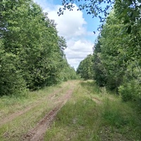 насыпная дорога между д. Дыроватово и д. Мишутино