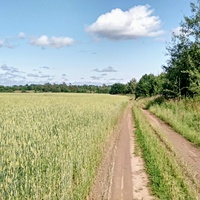 дорога через поле в д. Левино