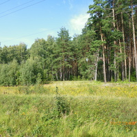Опушка леса у ж/д платформы "Рудниковская".