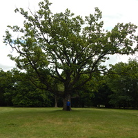 В центре парка растет большой дуб, у которого загадывают желанья
