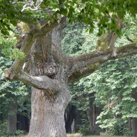 В парке "Маньковичи" есть деревья необычной формы