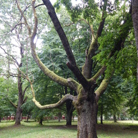 В парке "Маньковичи" есть деревья необычной формы