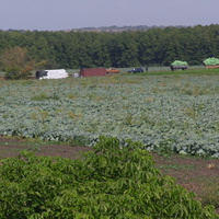 Сбор урожая капусты.