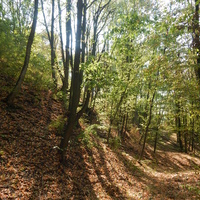 Юровичские холмы - это берег древнего моря, заросший лесом.Они очень похожи на Мозырские овраги.