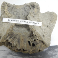 Фрагмент черепа носорога (экспонат музея).