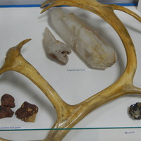 Олений рог, горный хрусталь, золотоносная руда и железит (экспонаты музея).