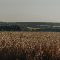 Вид на Березовский лес