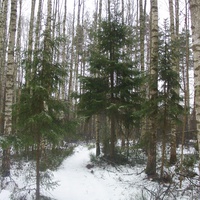 В лесу за северо-западной частью посёлка санатория "Озеро Белое"