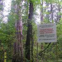 Памятник природы "Сосна-исполин" за Красными Лугами с информационным щитом