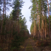 Дорога в сосновом лесу по маршруту Мельники-Лубенцы.