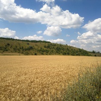 Копейково. Пшеничное поле в северо-восточных окрестностях села.