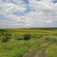 Копейково. Подсолнуховое поле в долине реки Малый Куяльник.