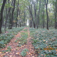 Лес Красный Куст вблизи Красного Лога.