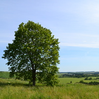 Село Вяжи-Заверх. Дерево на горе.