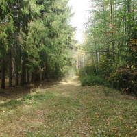 Участок лесной дороги между прудом и старицей реки Поли с зоной отдыха у посёлка Леспромхоза