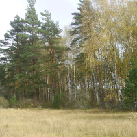 Территория бывшего пионерлагеря "Берёзка" у деревни Лемёшино