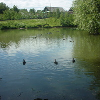 Пруд посреди деревни. Лето.