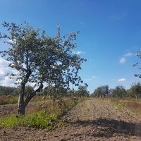 Яблони у Петрищева