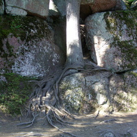"И на камнях растут деревья" - в скальном пейзажном парке "Монрепо́"