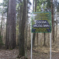Памятник природы "Сосна-исполин" за Красными Лугами с информационным щитом. 26 марта 2020г.