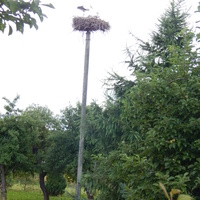 Гнездо аистов на столбе в огороде
