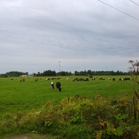 Коровы близ Вахонино