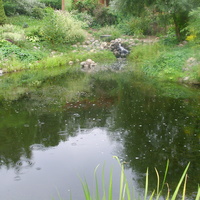 Станция юных натуралистов «Патриарший сад». Волшебное озеро