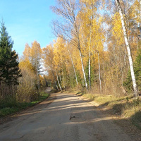 Лесная дорога в Вшку