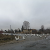 Деревня Федотово