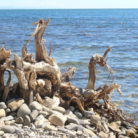 Берег Чёрного моря.
