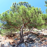 И на камнях растут деревья.