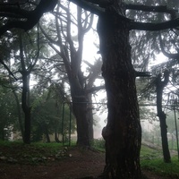 В Успенском Второафонском Бештаугорском мужском монастыре. Самые старые деревья в монастыре