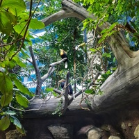 Экспозиция "Тропический лес"