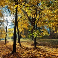 Осень в парке 60-летия Великого Октября