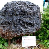 Метеорит "Косьяновский" у книжного магазина.